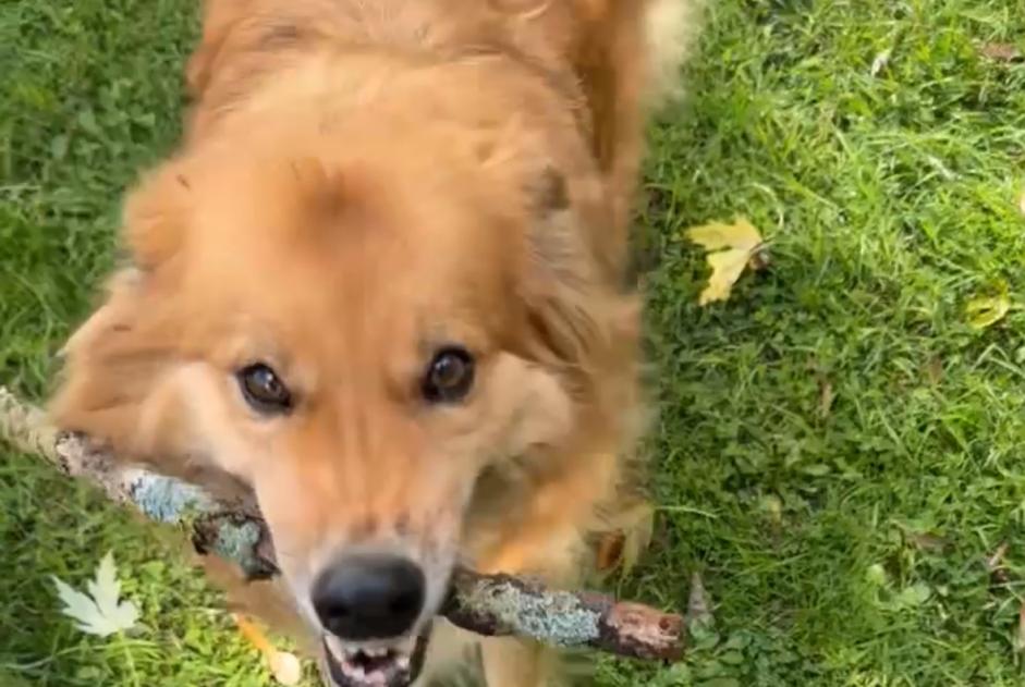 Fundmeldung Hund Männliche Angers Frankreich Fundmeldung Hund Männliche Angers Frankreich