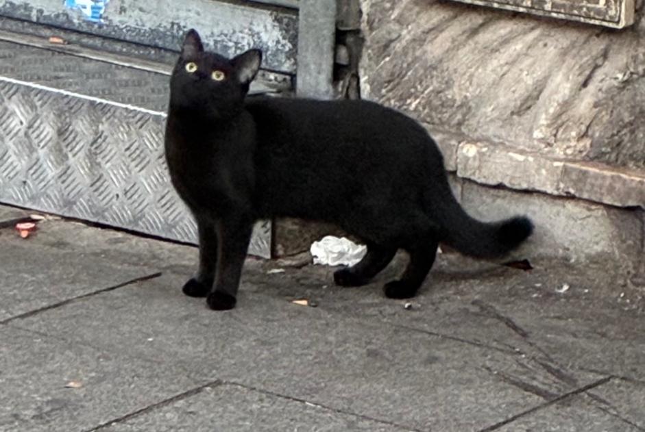 Fundmeldung Katze  Männliche Paris Frankreich