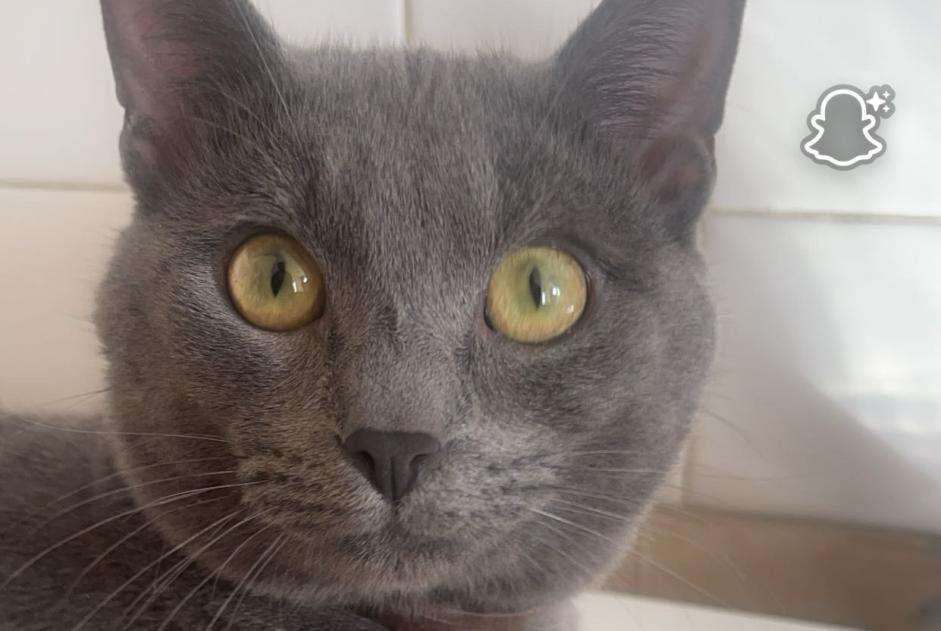Vermisstmeldung Katze  Männliche , 4 jahre Chantonnay Frankreich