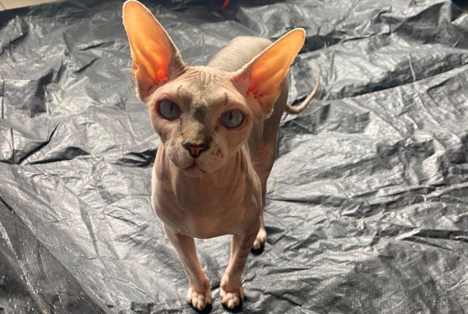 Alerta de Desaparición Gato  Hembra , 2 años Paris Francia