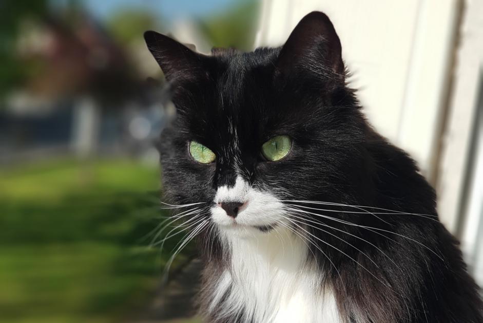 Alerte Disparition Chat croisement Mâle , 5 ans Épinay-sur-Orge France Alerte Disparition Chat croisement Mâle , 5 ans Épinay-sur-Orge France