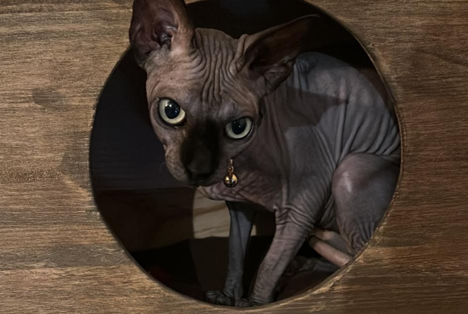 Alerte Disparition Chat  Femelle , 33 ans Montreuil-Juigné France