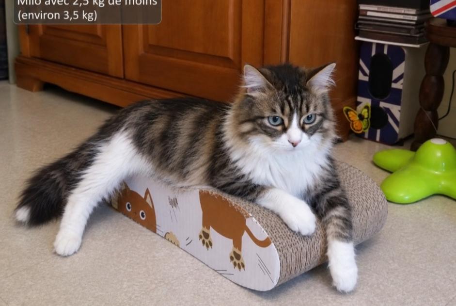 Alerte Disparition Chat croisement Mâle , 9 ans Les Hauts-d'Anjou France