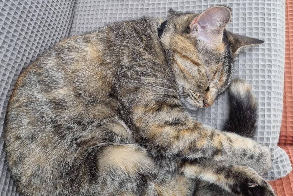 Alerte Disparition Chat croisement Femelle , 4 ans Longué-Jumelles France