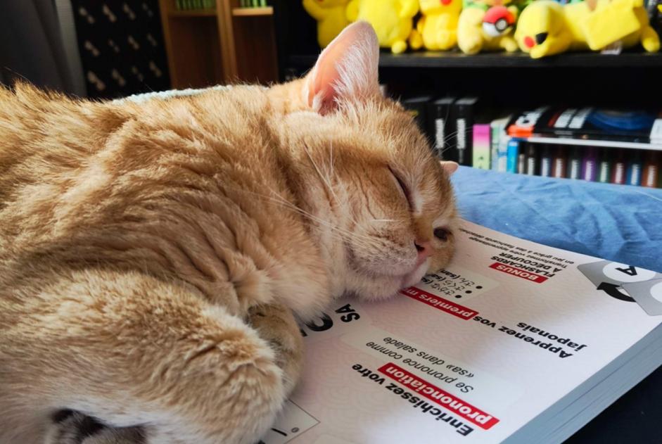 Alerte Disparition Chat  Mâle , 10 ans Metz France