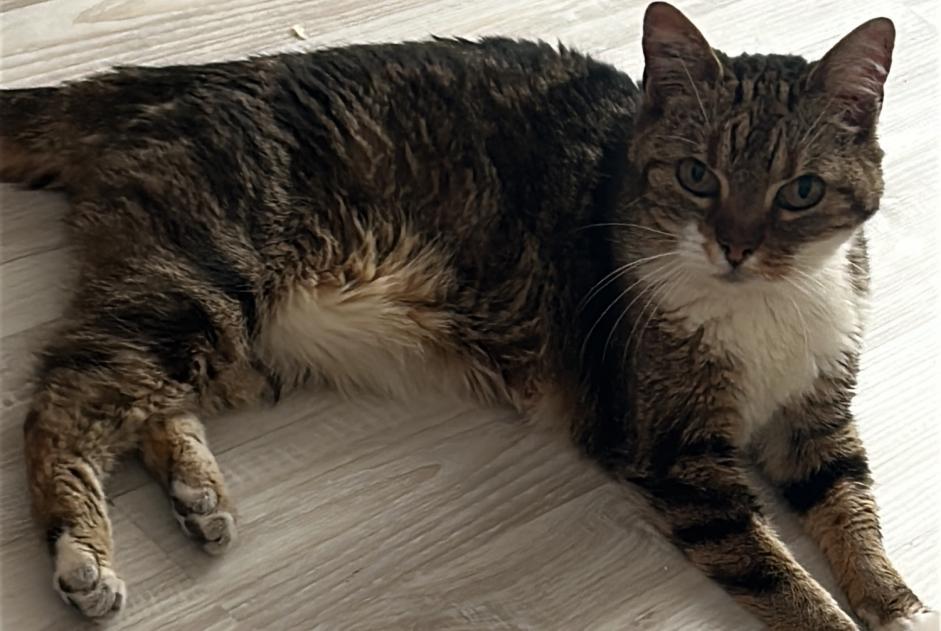 Alerte Disparition Chat Femelle , 10 ans Paris France Alerte Disparition Chat Femelle , 10 ans Paris France