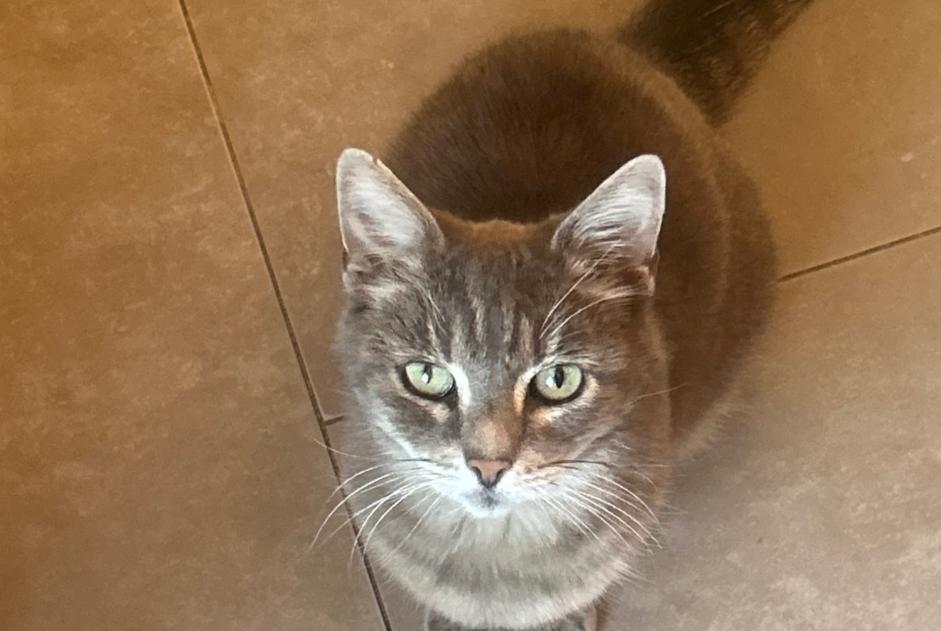 Alerte Disparition Chat croisement Femelle , 14 ans L'Haÿ-les-Roses France