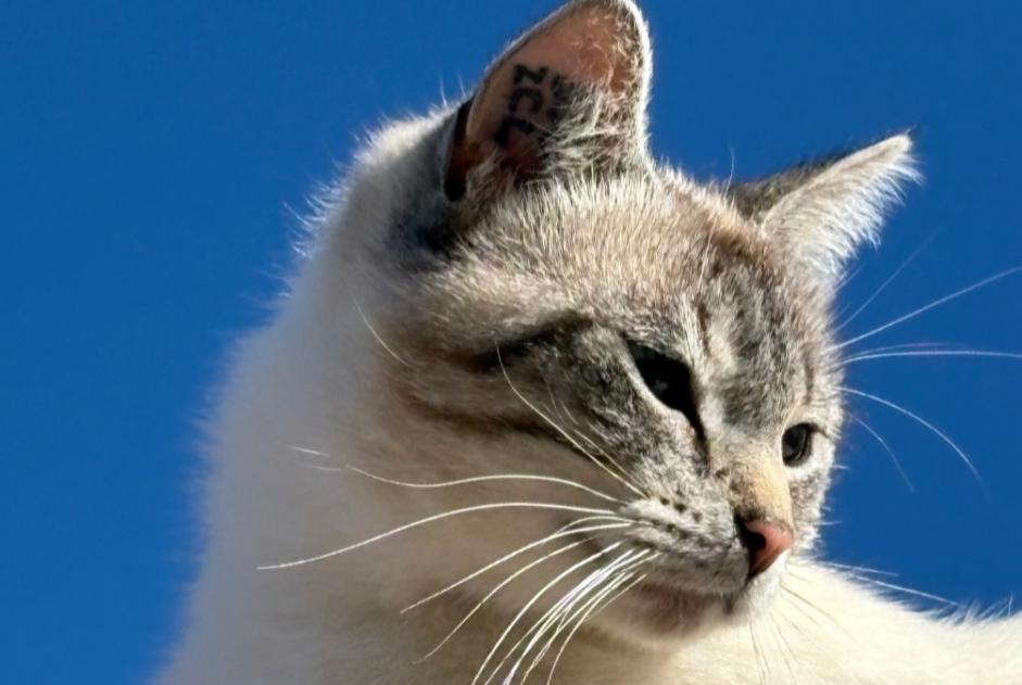 Alerte Disparition Chat croisement Femelle , 2 ans Longeville-sur-Mer France Alerte Disparition Chat croisement Femelle , 2 ans Longeville-sur-Mer France