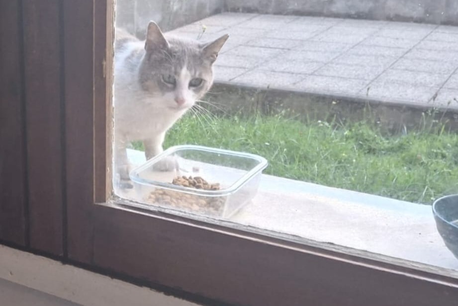 Alerte Découverte Chat Inconnu Paris France