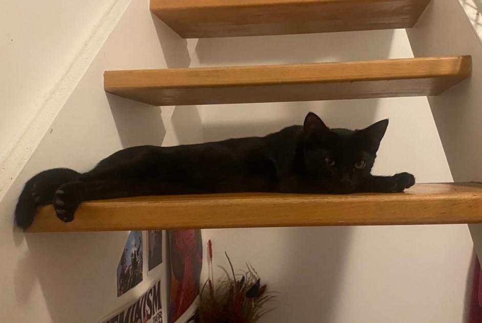 Alerte Découverte Chat Inconnu Paris France Alerte Découverte Chat Inconnu Paris France