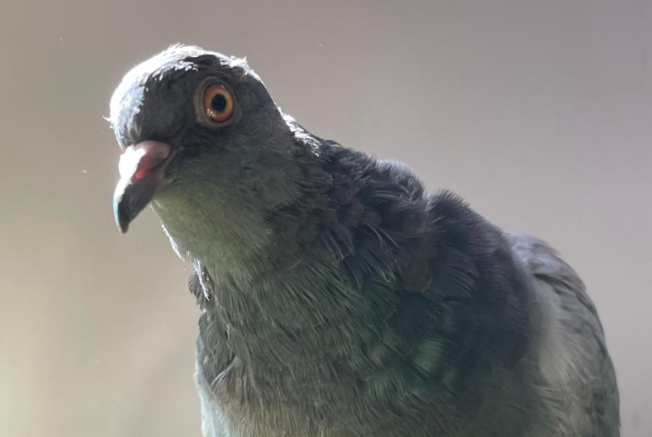 Alerte Disparition Oiseau Mâle , 2026 ans Paris France