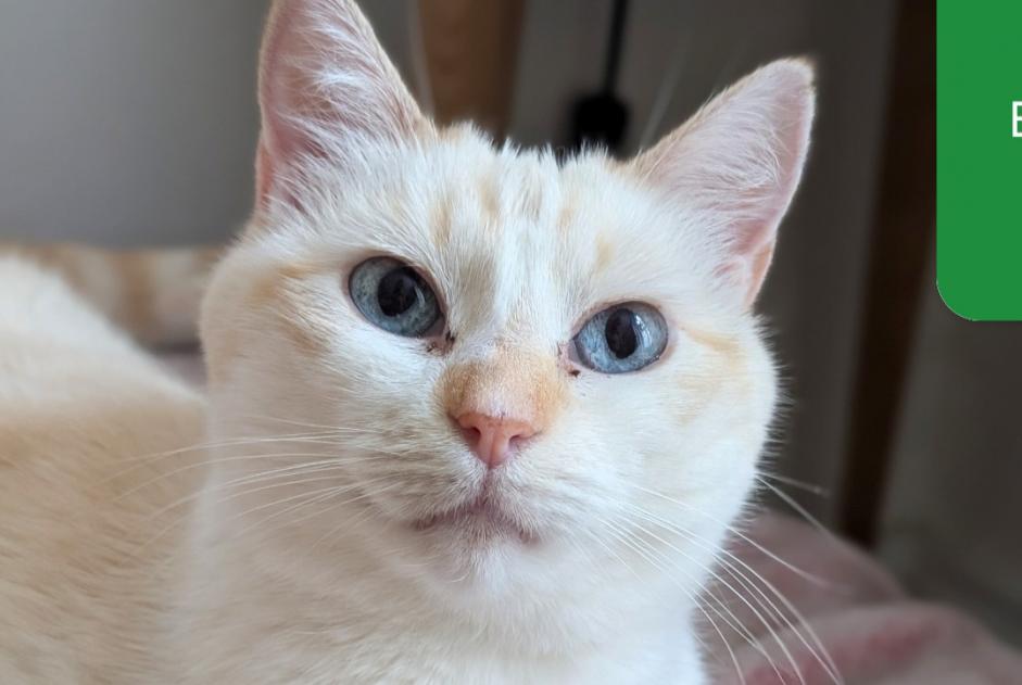 Avviso scomparsa Gatto incrocio di razze Femmina , 6 anni Paris Francia