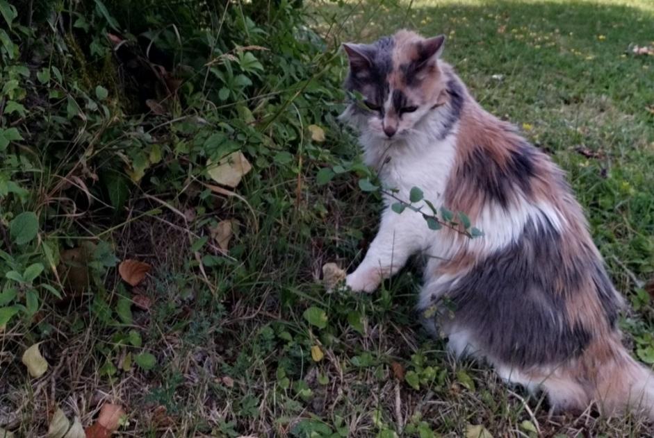 Alerta desaparecimento Gato Fêmea , 19 anos Paris France